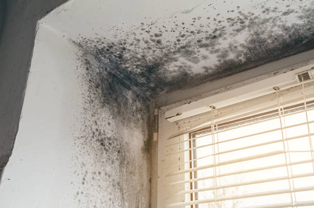 Affordable Basement Mold Removal solutions in Newfoundland, NJ