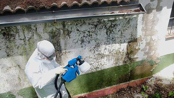 Top rated local Basement Mold Removal specialists in Newfoundland, NJ